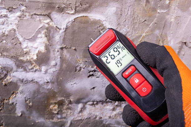 Best Fast Mold Removal  in Bling, AR