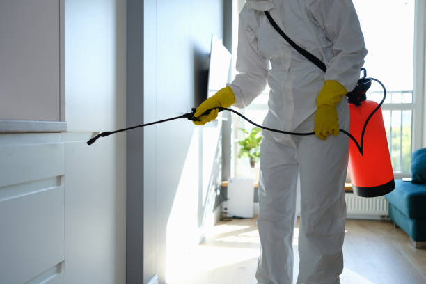 Best Black Mold Removal  in Bling, AR