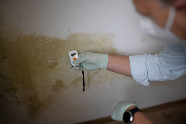 Best Mold Inspection  in Bling, AR