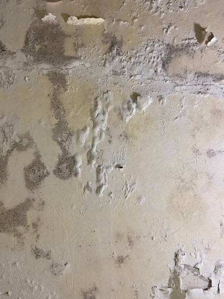 Best Mold Testing  in Bling, AR