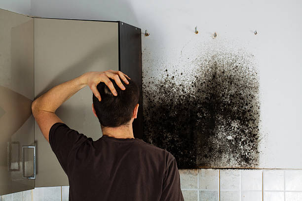 Best Fast Mold Removal  in Bling, AR